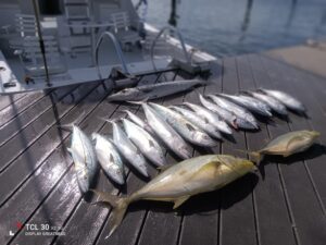 Mackeral and Big yellowjack