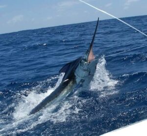 Wild Bill Blue Marlin