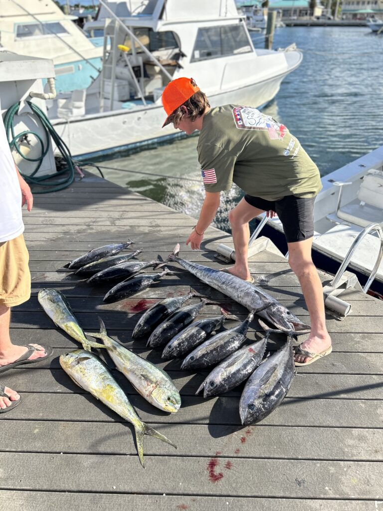 Cobia